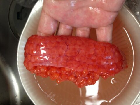 購入した筋子一腹