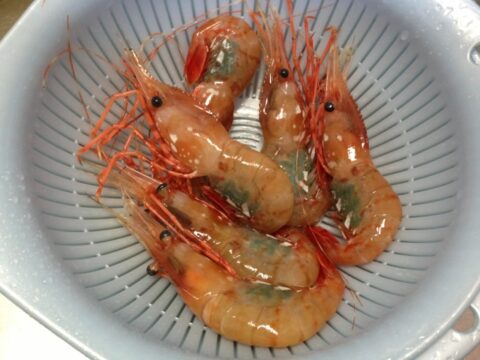 艶のある牡丹海老