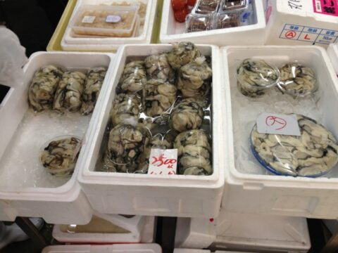 柳橋中央市場で購入した牡蠣