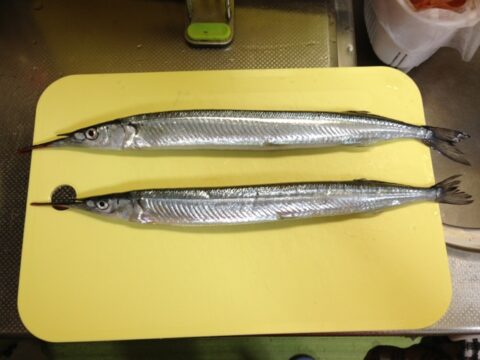 サヨリと甘エビの刺身