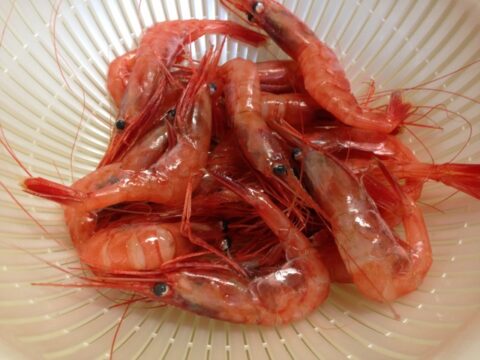 購入したサヨリ