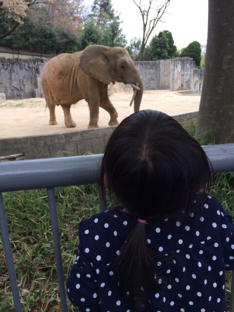 東山動植物園のアフリカ象