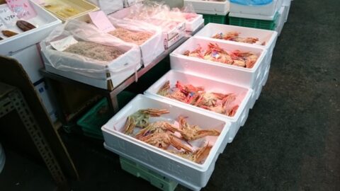 京都中央卸売市場の高級食材売場