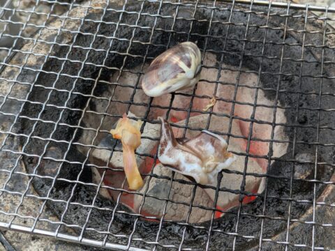 七輪で蛤、姫貝、鳥貝を焼く|姫貝と鳥貝は軽く炙るくらい